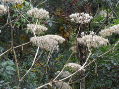 Myrrhidendron donnellsmithii