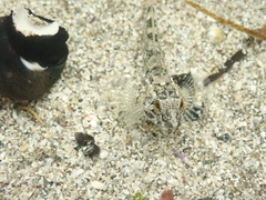 Oligocottus maculosus