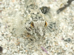 Oligocottus maculosus