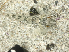 Oligocottus maculosus