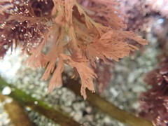 Microcladia borealis