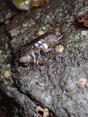 Hyaloidea
