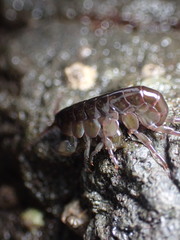 Hyaloidea