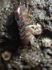 Hyaloidea