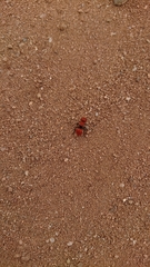 Pseudomethoca anthracina