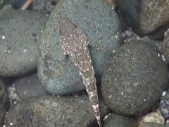 Oligocottus maculosus