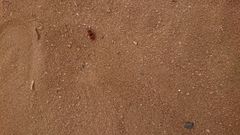 Pseudomethoca anthracina