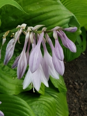 Hosta