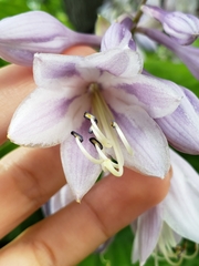 Hosta