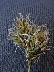 Carex preslii