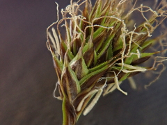 Carex preslii