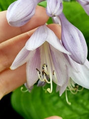 Hosta