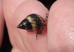 Littorina scutulata