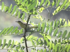 Icterus cucullatus nelsoni