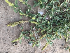 Amaranthus deflexus