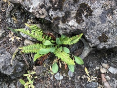 Polystichum scopulinum