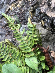 Polystichum scopulinum