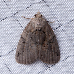 Pseudeustrotia indeterminata