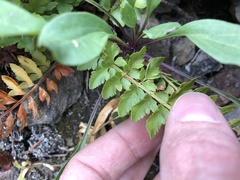 Polystichum scopulinum