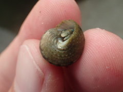 Calliostoma gemmulatum