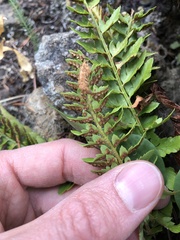 Polystichum scopulinum