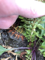 Polystichum scopulinum