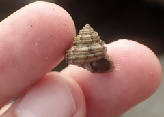 Calliostoma gemmulatum