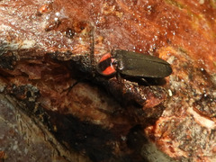 Pyropyga nigricans