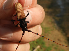 Tragidion densiventre