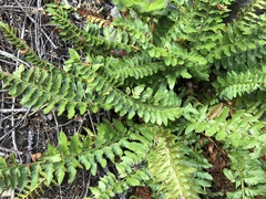 Polystichum scopulinum