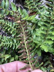 Polystichum scopulinum