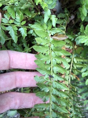 Polystichum scopulinum