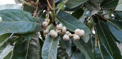 Quercus clivicola