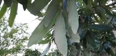 Quercus clivicola