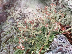 Cladonia cariosa