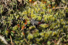 Racomitrium pruinosum