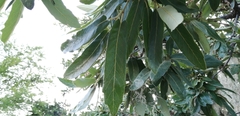 Quercus clivicola