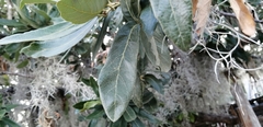 Quercus clivicola