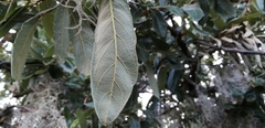 Quercus clivicola