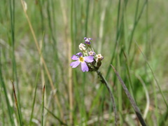 Primula incana