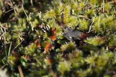 Racomitrium pruinosum