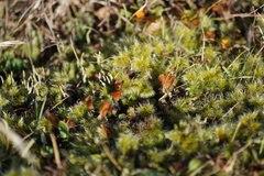 Racomitrium pruinosum