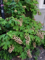 Hydrangea quercifolia
