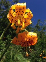 Lilium pardalinum wigginsii