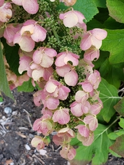 Hydrangea quercifolia