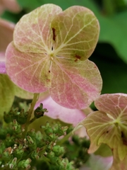 Hydrangea quercifolia