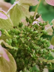 Hydrangea quercifolia