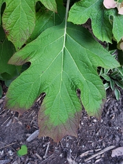 Hydrangea quercifolia