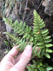 Polystichum scopulinum