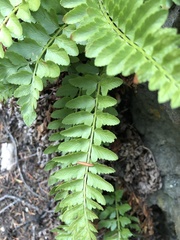 Polystichum scopulinum